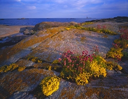 Aland flora - VisitFinland